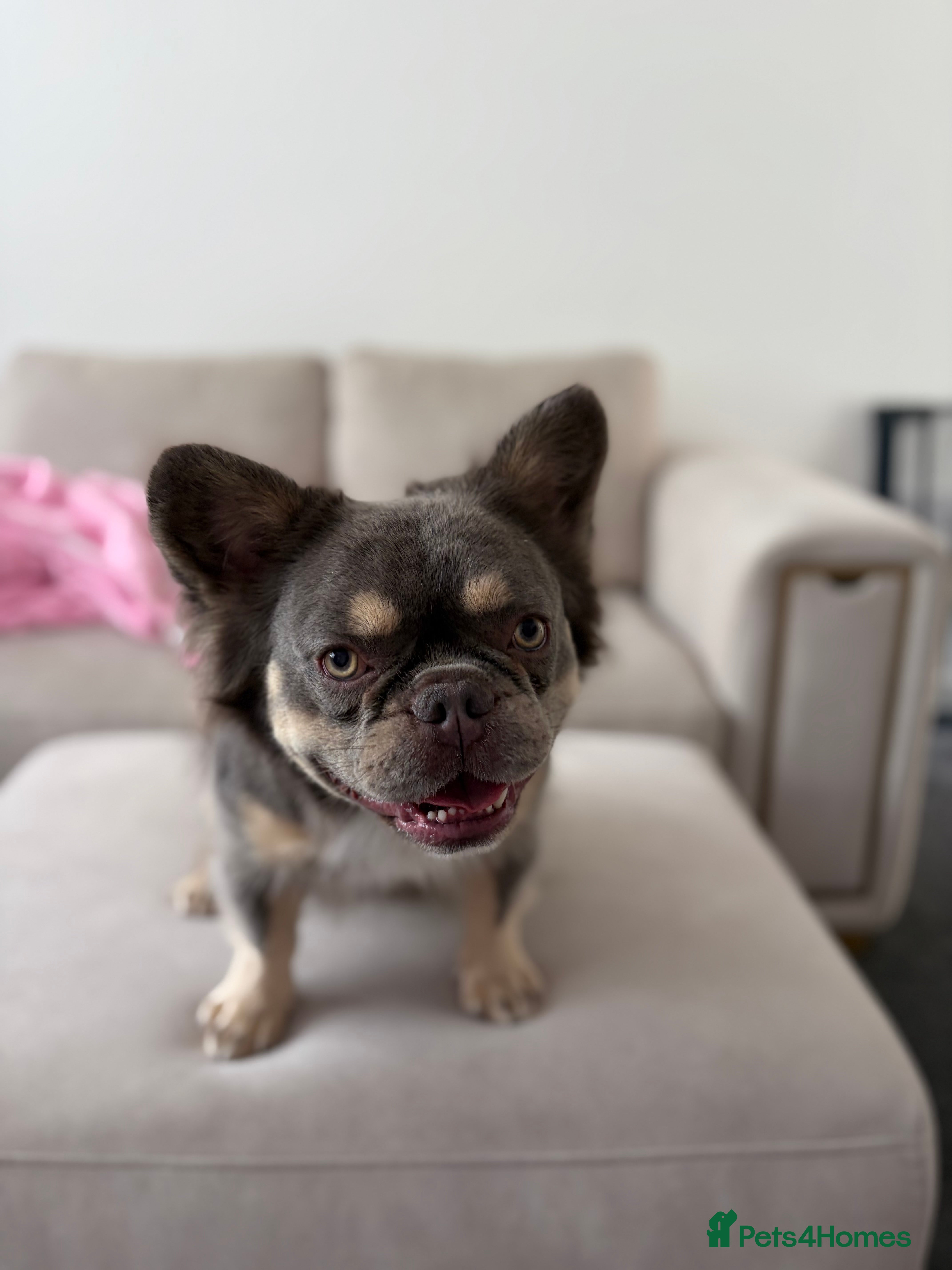 French Bulldog dogs for sale: Fluffy French Bulldog Archie  in Peterborough - Advert 3