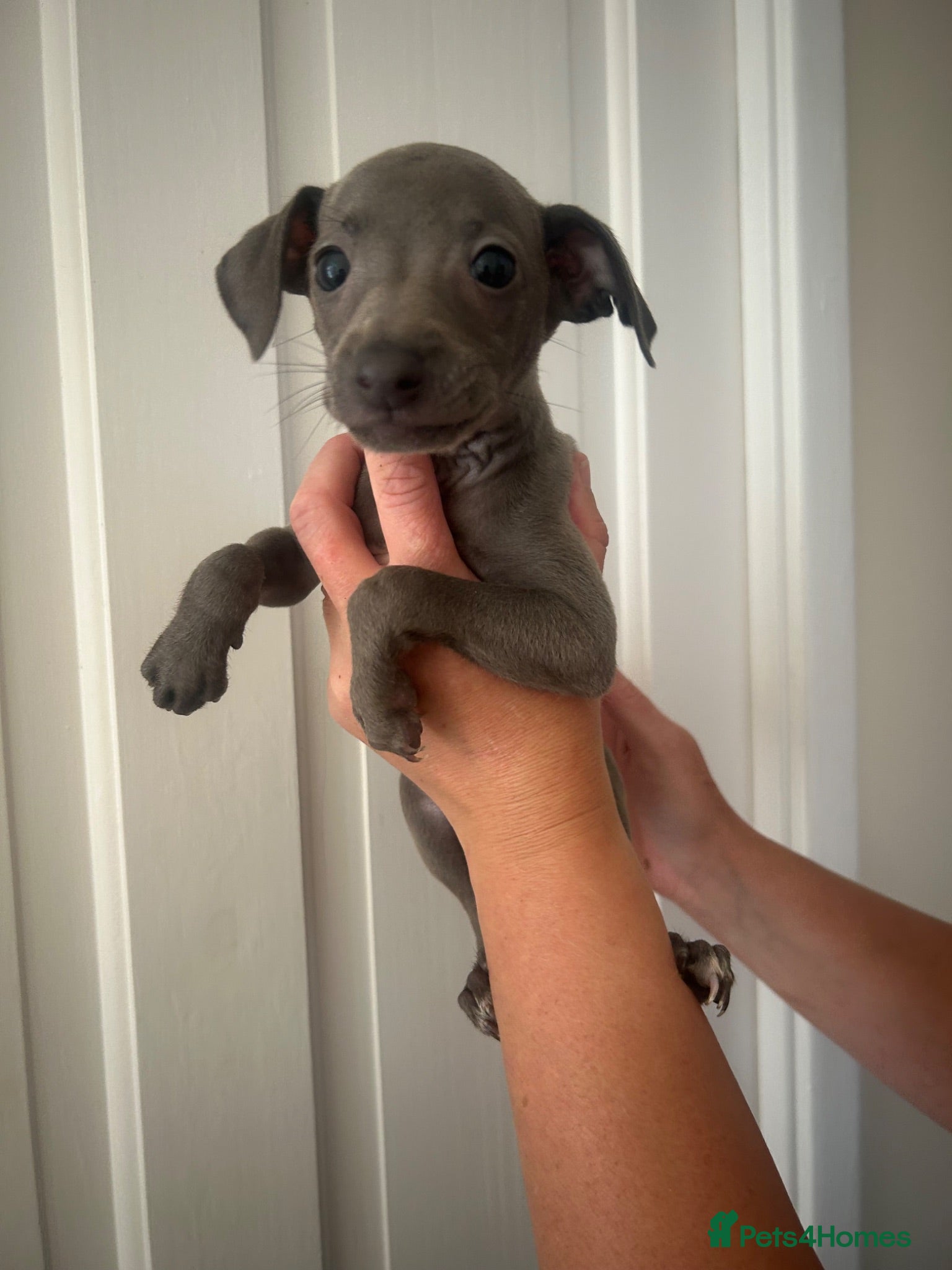 Italian Greyhound dogs Boy and girl available  - Advert 9