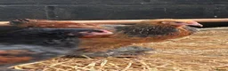 Chickens poultry for sale: Brahma Chickens for sale  - Advert 2