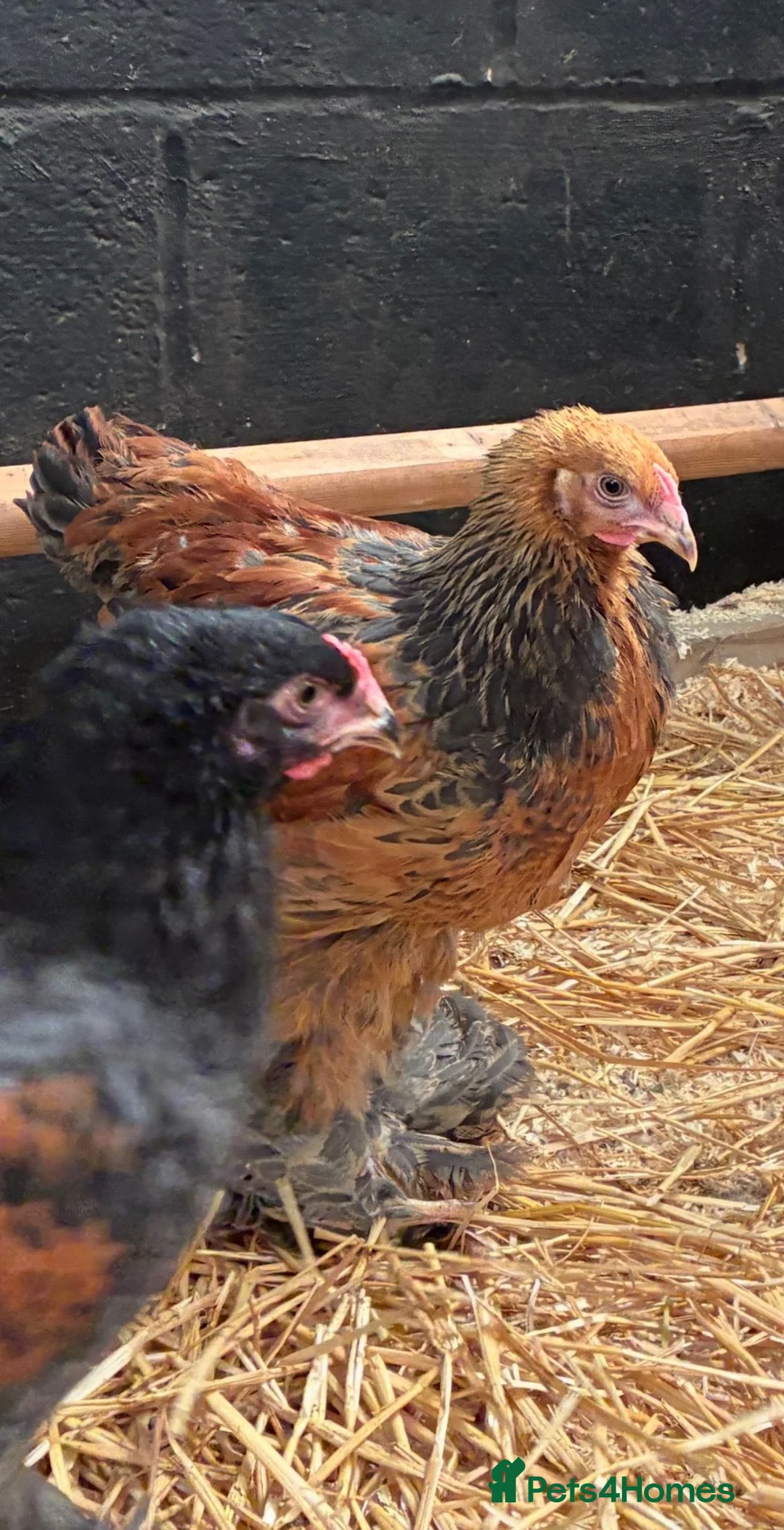 Chickens poultry for sale: Brahma Chickens for sale  - Advert 2