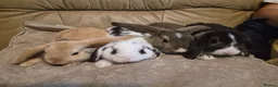 Mini Lop rabbits for sale: 4 Cute Baby Mini Lop Rabbits - Advert 2