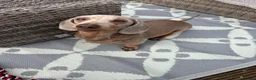 Dachshund dogs for sale: Rex male dog  in Wrexham - Advert 3