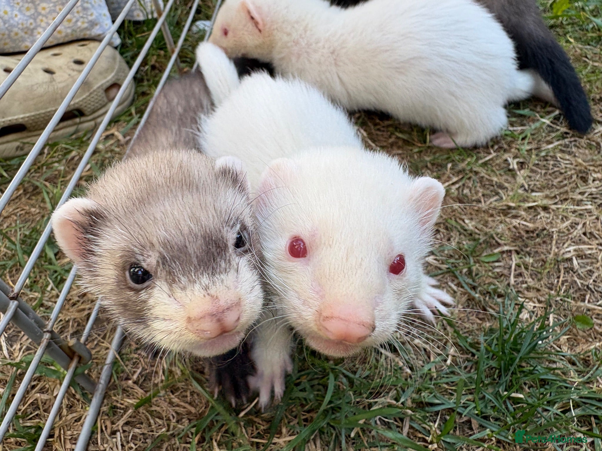 Ferret rodents 3 male ferret kits  - Advert 6