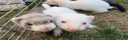 Ferret rodents for sale: 3 male ferret kits  in Rotherham - Advert 1