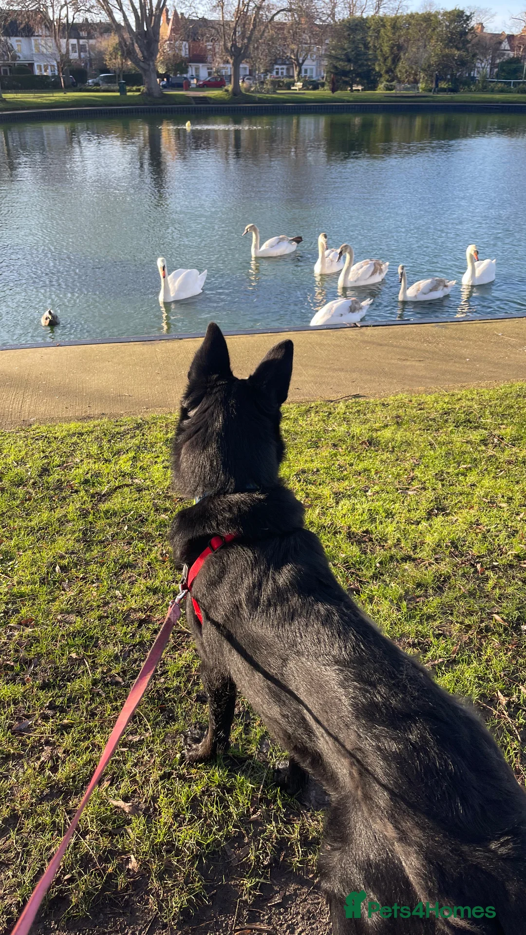 Mixed Breed dogs for sale: Shollie female  - Advert 12