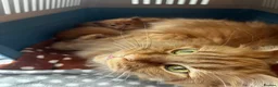 Maine Coon cats for sale: Majestic Fire Maine Coon Kittens - Advert 14