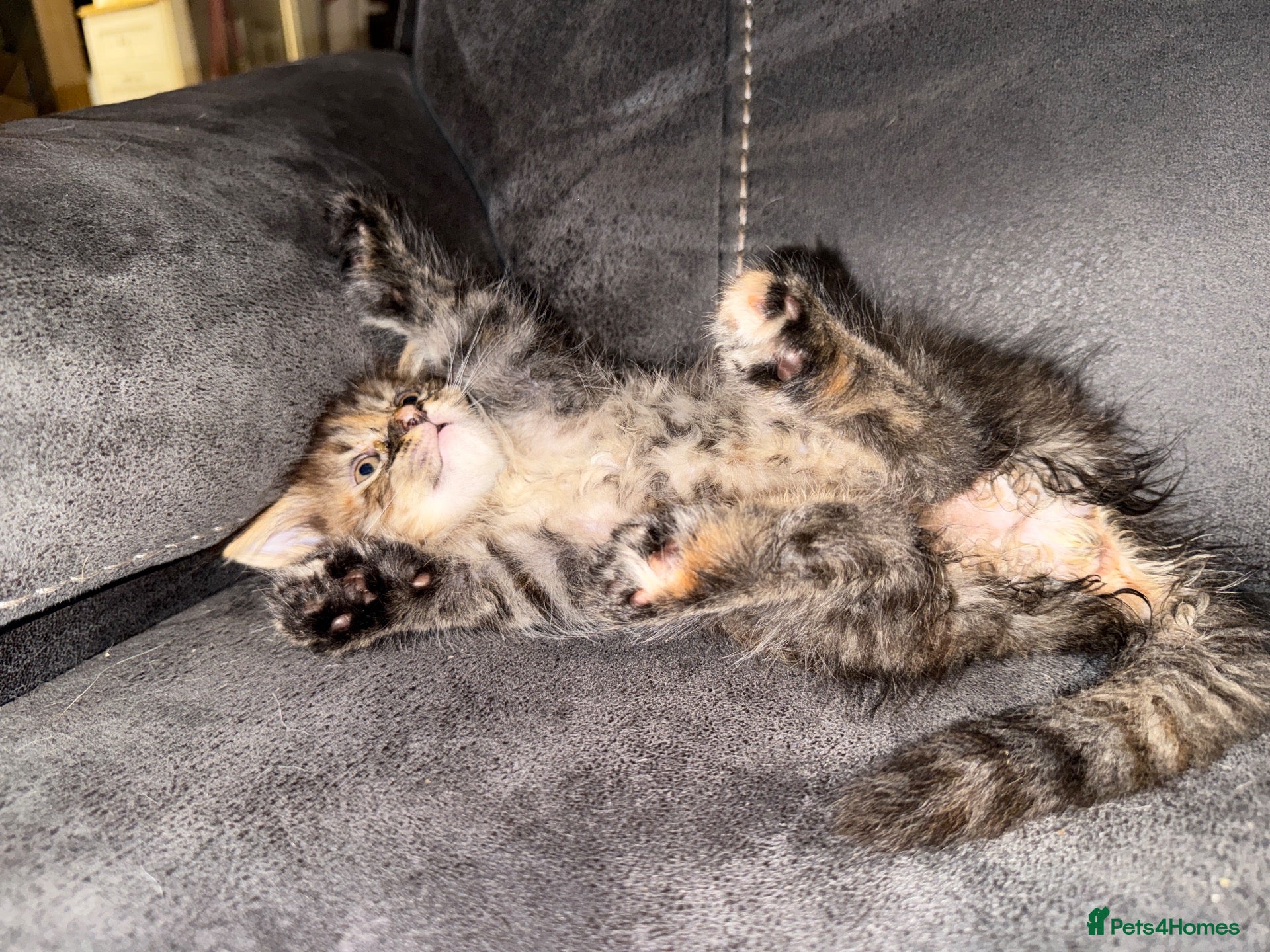 Maine Coon cats Adorable Maine Coon X Kittens for sale! - Advert 1