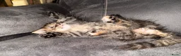 Maine Coon cats for sale: Stunning Maine Coon X Kittens Needing New Homes! - Advert 15