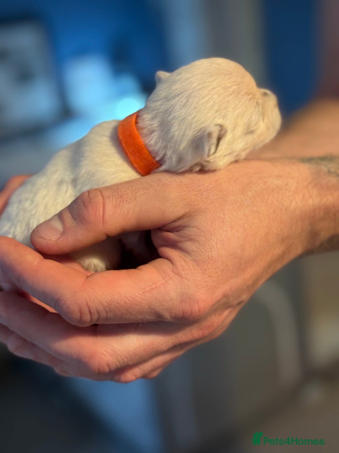 West Highland Terrier dogs for sale: West Highland Terrier Puppies for Loving Homes - Image 36
