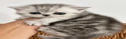 Exotic cats for sale: 2 high quality exotic females  - Advert 5