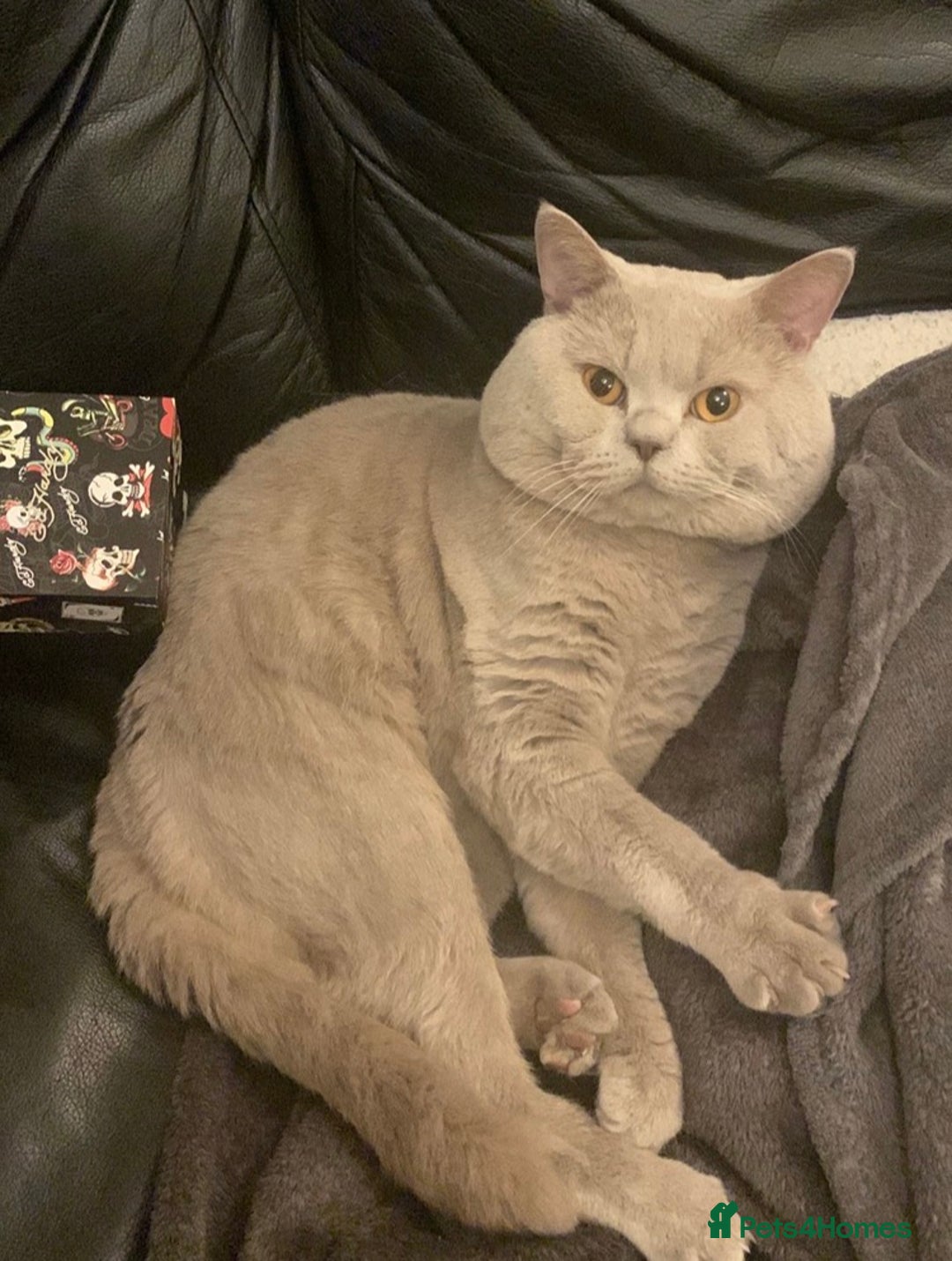British Shorthair cats for stud: Stud service only  - Advert 4