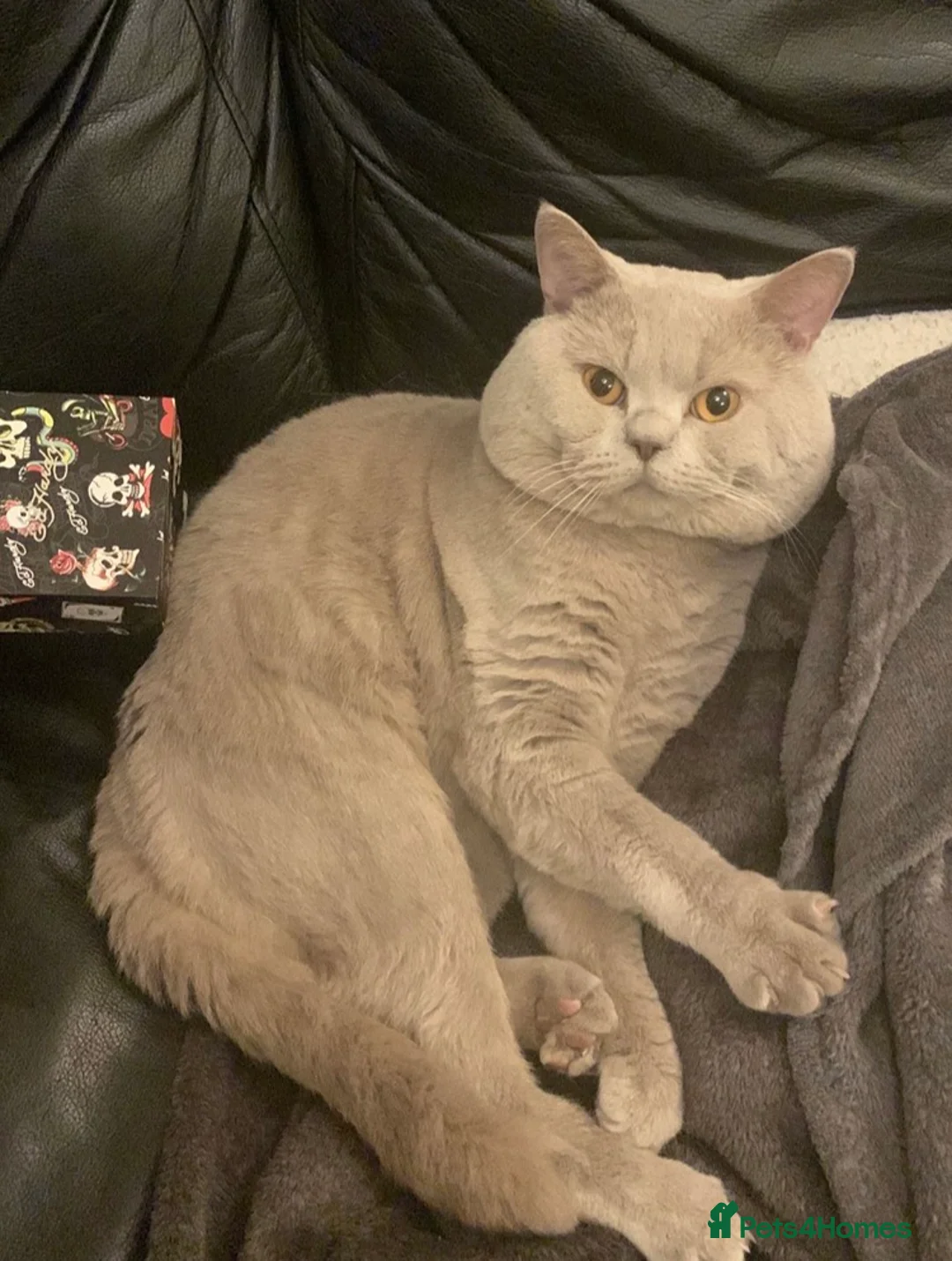 British Shorthair cats for stud: Stud service only  - Advert 4