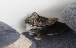 Mixed Breed cats for sale: 3 gorgeous boys - Image 10