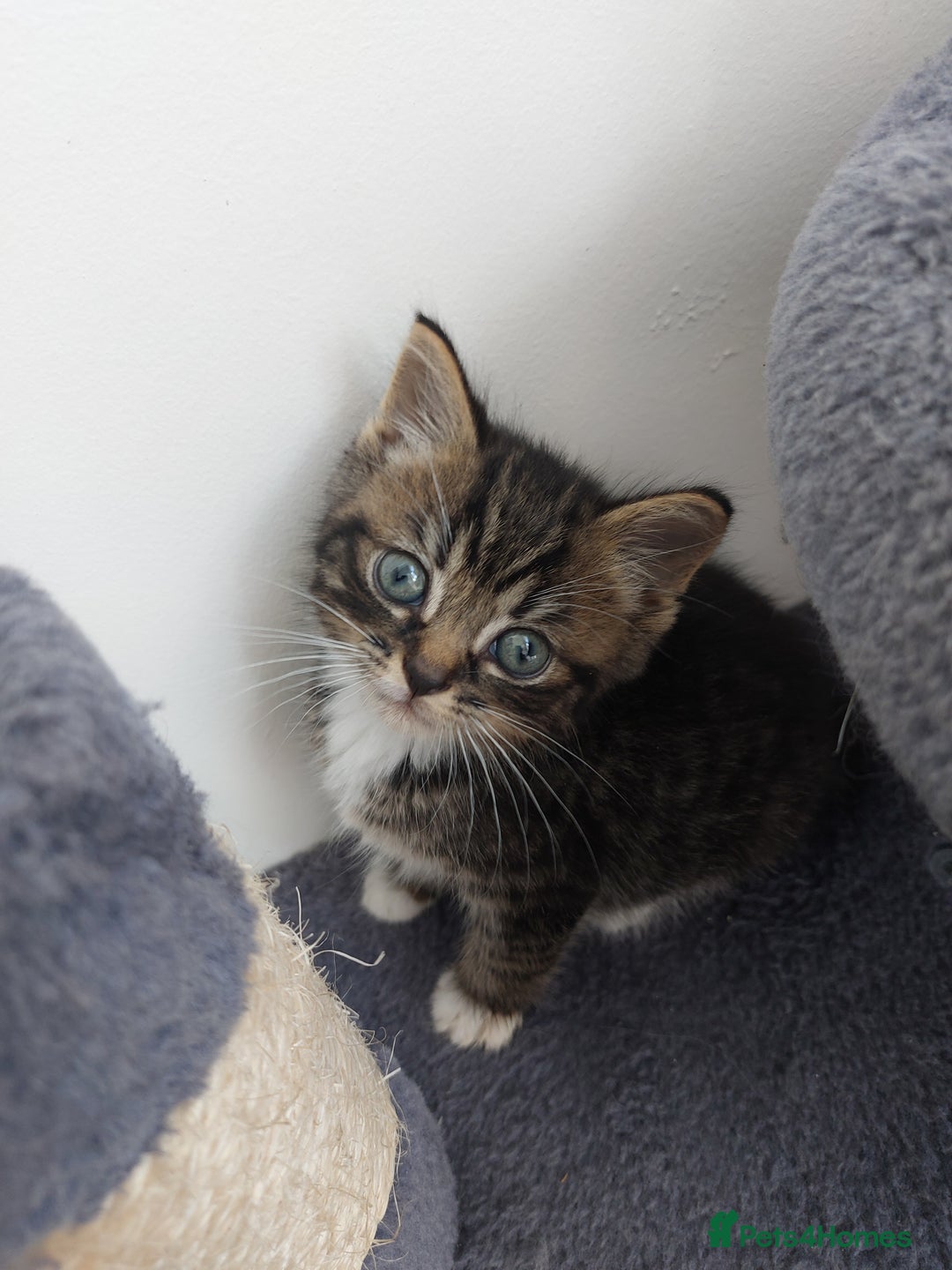 Mixed Breed cats for sale: 3 gorgeous boys - Image 10