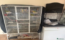 Conures birds for sale: 3 x Conures with large cage - Image 5