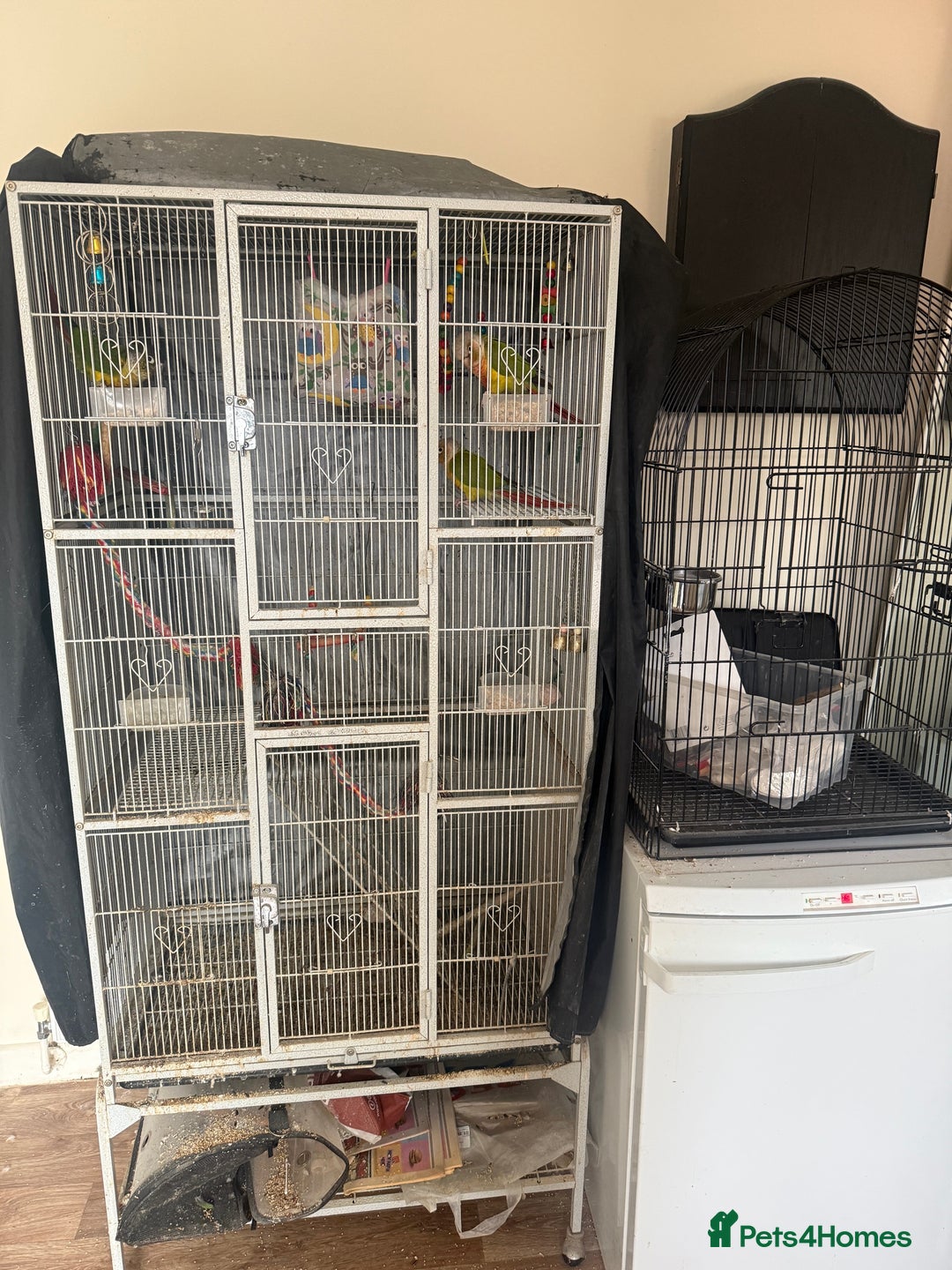 Conures birds for sale: 3 x Conures with large cage - Image 5