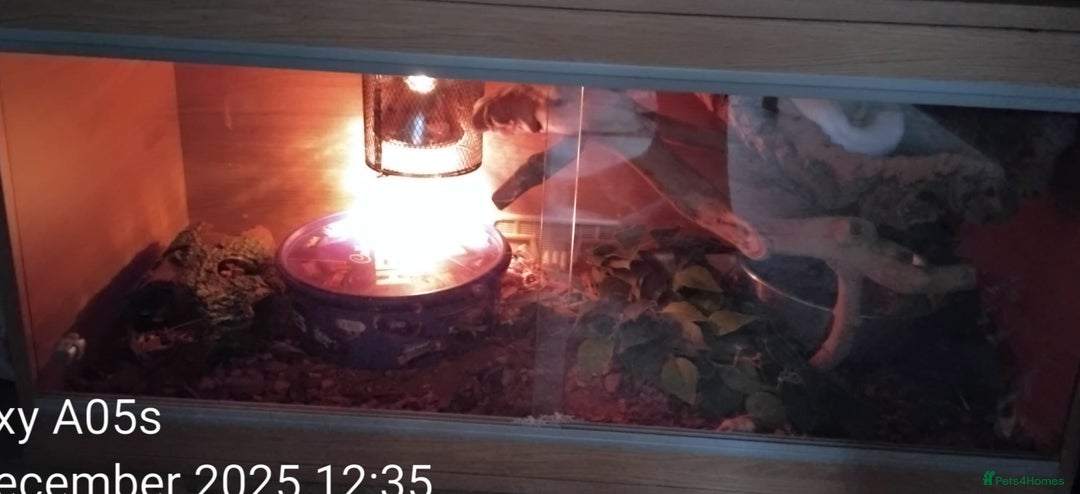 Python Snake reptiles for sale: Ball python  - Advert 12