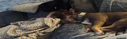 American Bully dogs for sale: Pocket bully  - Advert 11