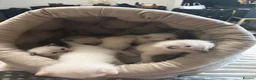 Ragamese cats for sale: Ragamese kittens for sale  in West Calder - Advert 2