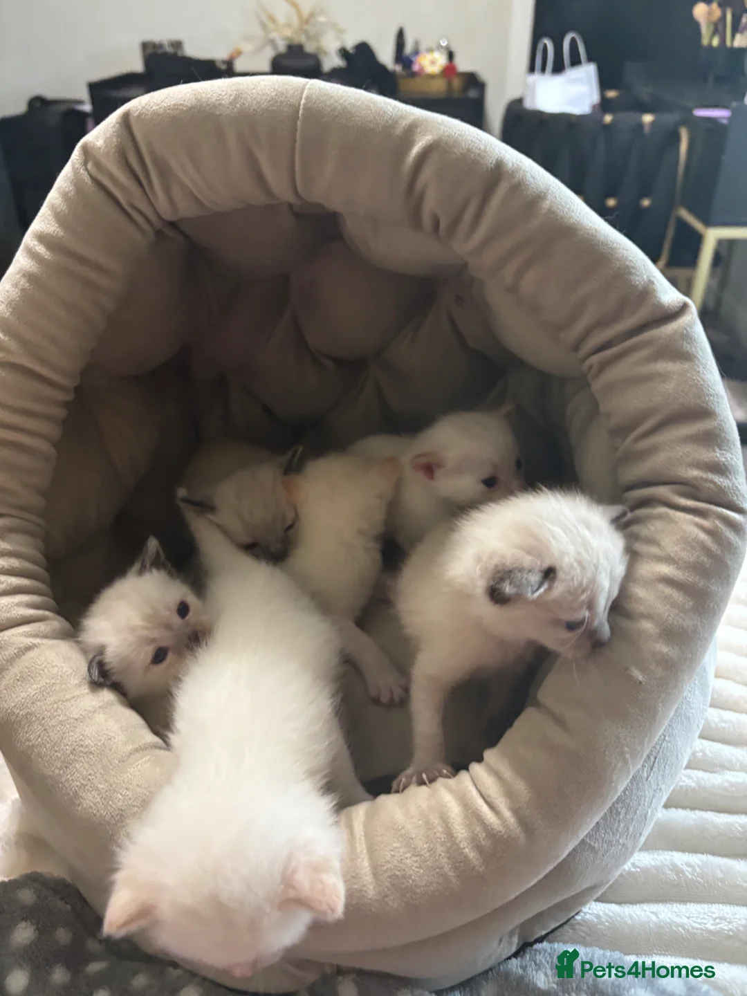 Ragamese cats for sale: Ragamese kittens for sale  in West Calder - Advert 2