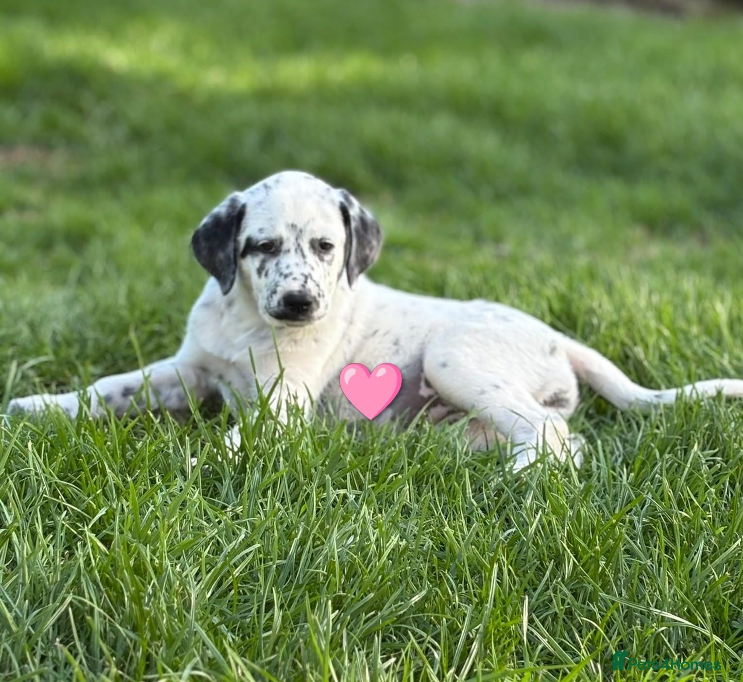 Mixed Breed dogs 🌟1 remaining pyrematian puppy 🌟 - Advert 2