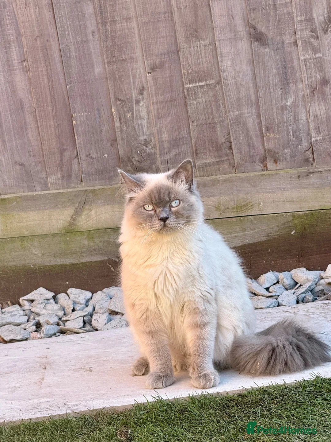Ragdoll cats for sale: Stunning blue tabby ragdoll x  - Advert 2