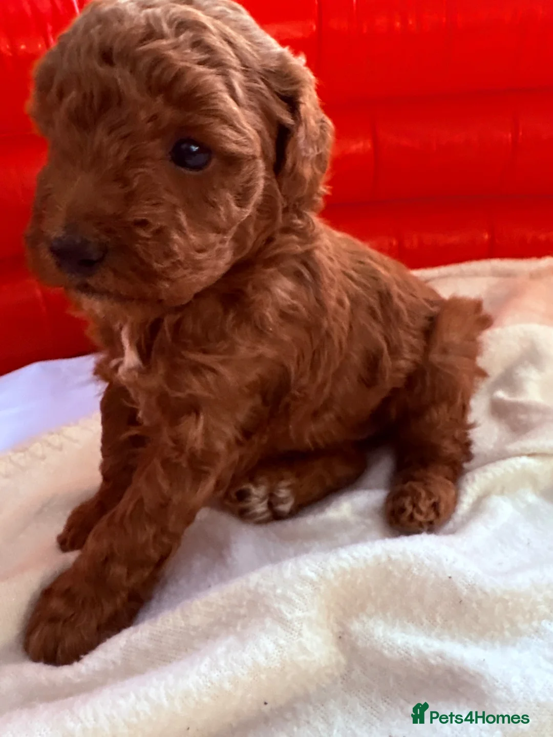 Cockapoo dogs for sale: Gorgeous cockapoo - Advert 2