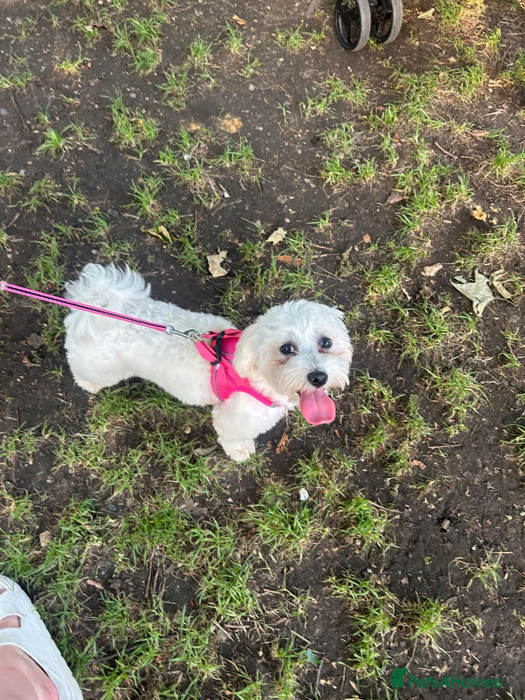 Mixed Breed dogs for sale: 7 month old maltease cross  in Mitcham - Advert 4