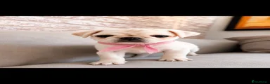 Pug 5