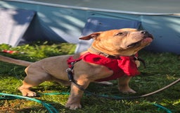 Mixed Breed dogs for sale: Labrastaff puppies for sale - Image 10