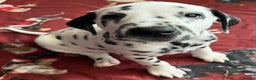 Dalmatian dogs for sale: Stunning Dalmatian puppies KC reg show winners - Advert 32