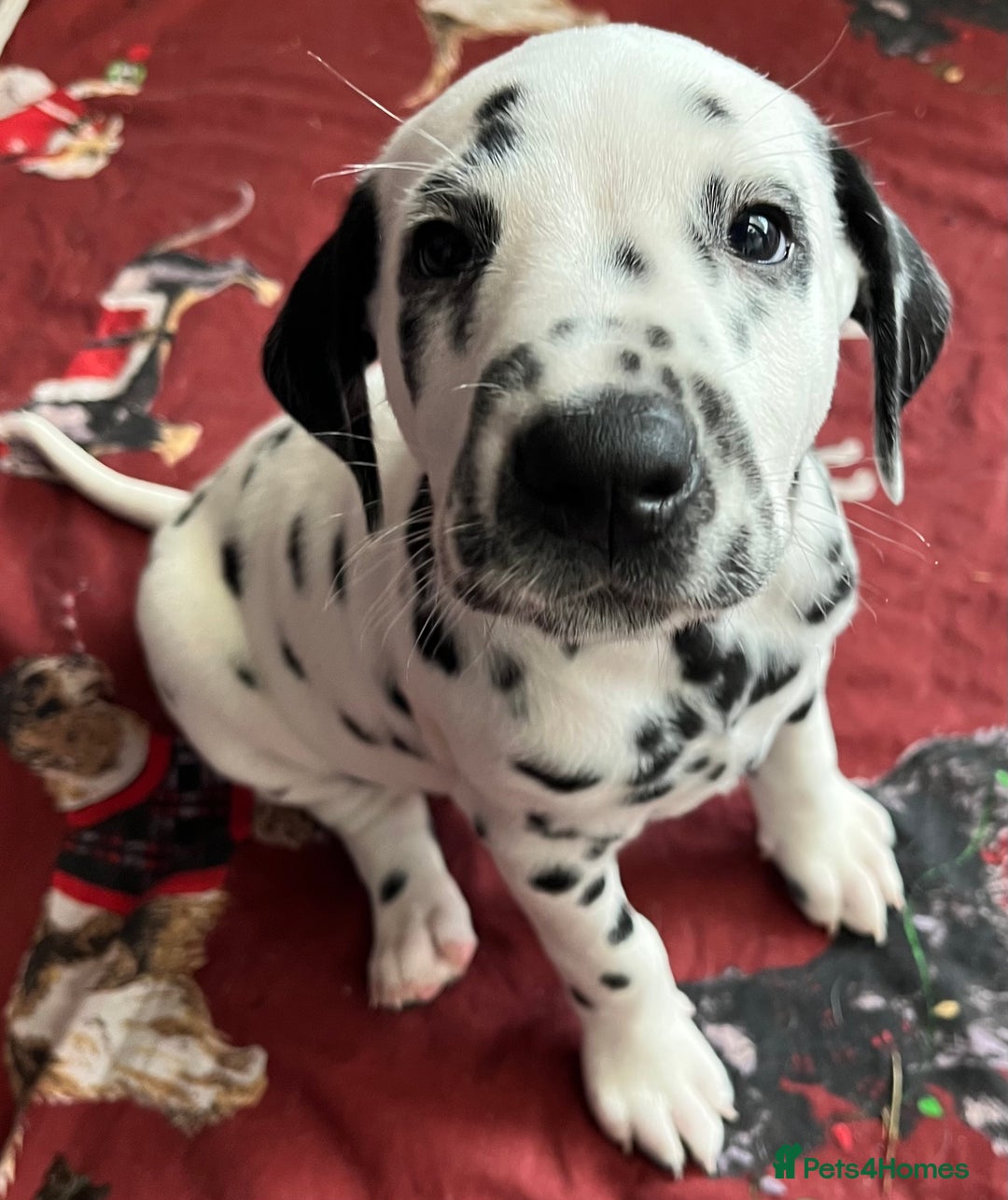 Dalmatian dogs for sale: Stunning Dalmatian puppies KC reg show winners - Advert 32