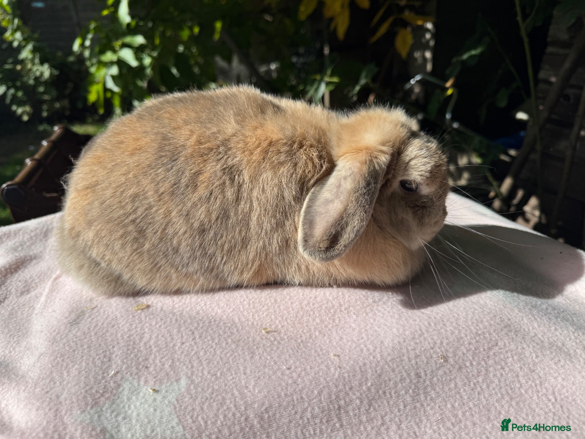 Mini Lop rabbits Mini lop adult doe for sale  - Advert 1