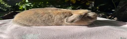Mini Lop rabbits for sale: Mini lop adult doe for sale  - Advert 8
