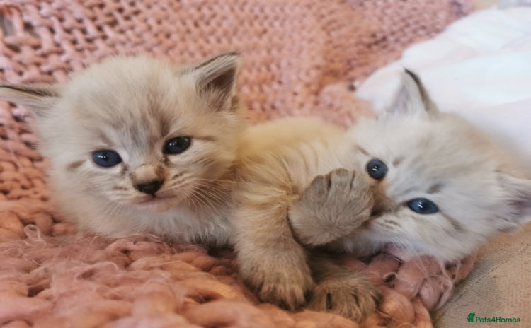 Ragdoll cats - Advert 3