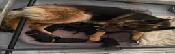German Shepherd dogs for stud: *Proven* Black German Shepherd Dog Male at Stud  - Advert 2