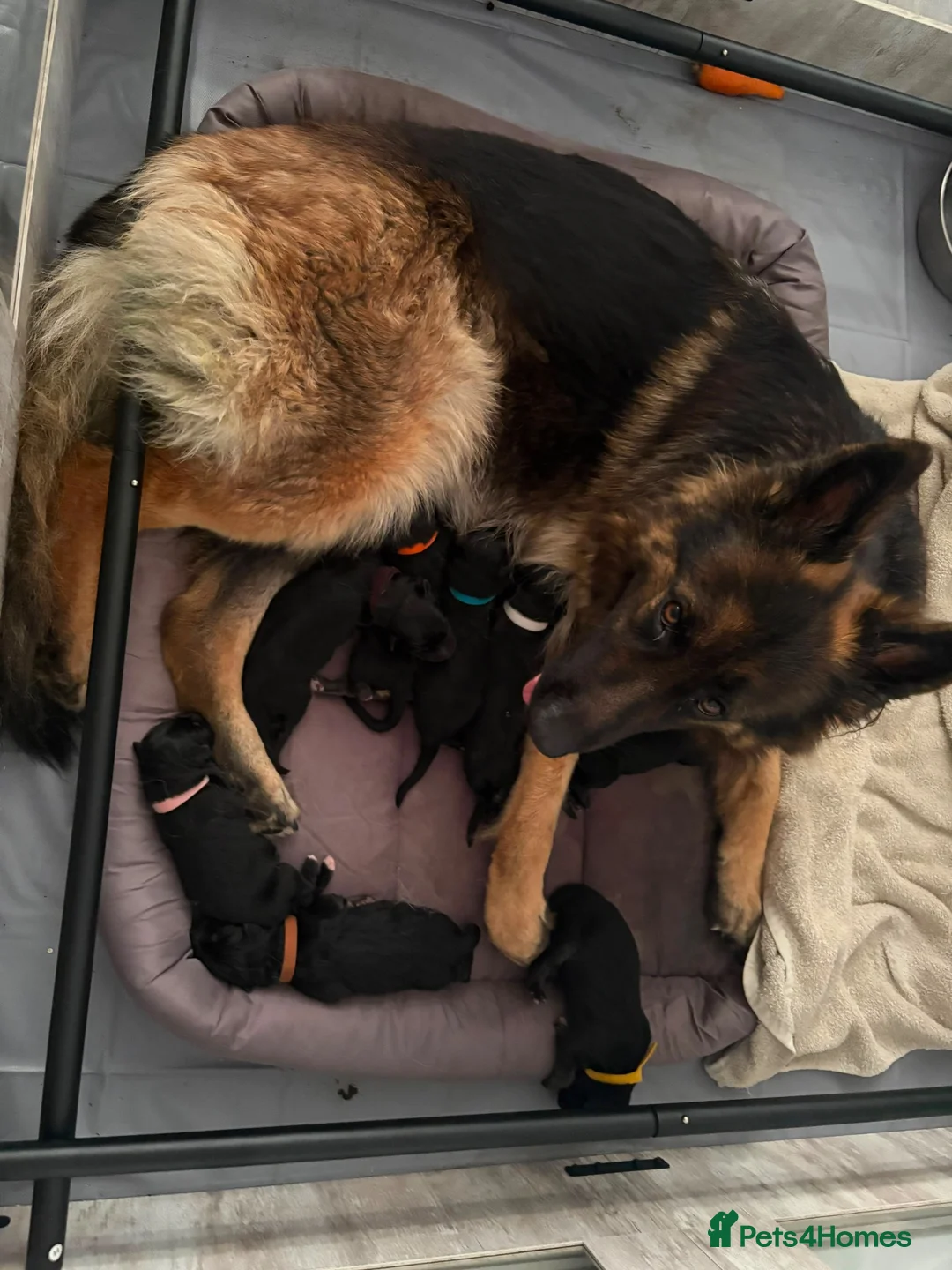 German Shepherd dogs for stud: *Proven* Black German Shepherd Dog Male at Stud  - Advert 2