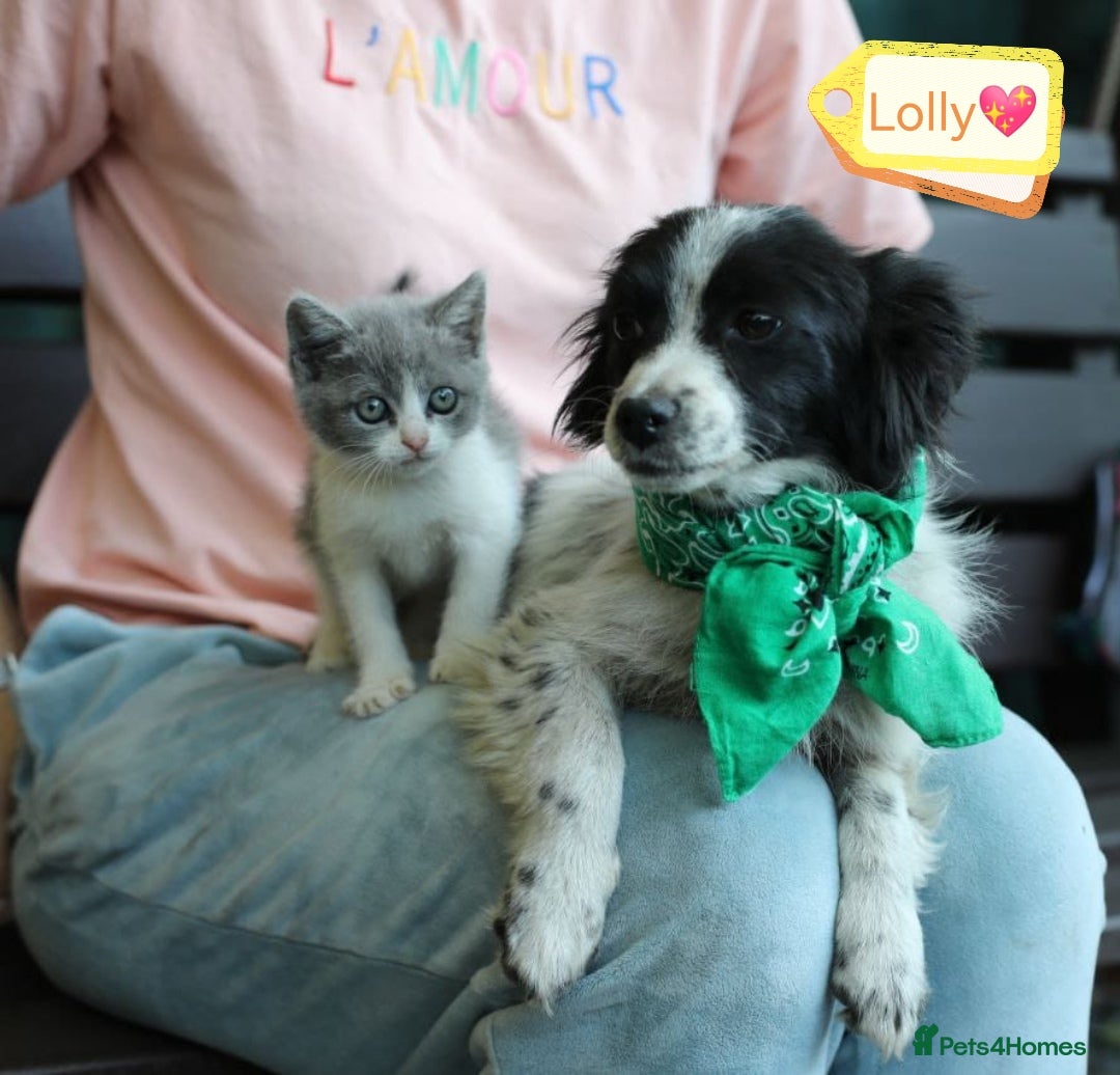 Mixed Breed dogs for adoption: 💖🐶 LOLLY & JOLIE 🐶💖 - Image 10