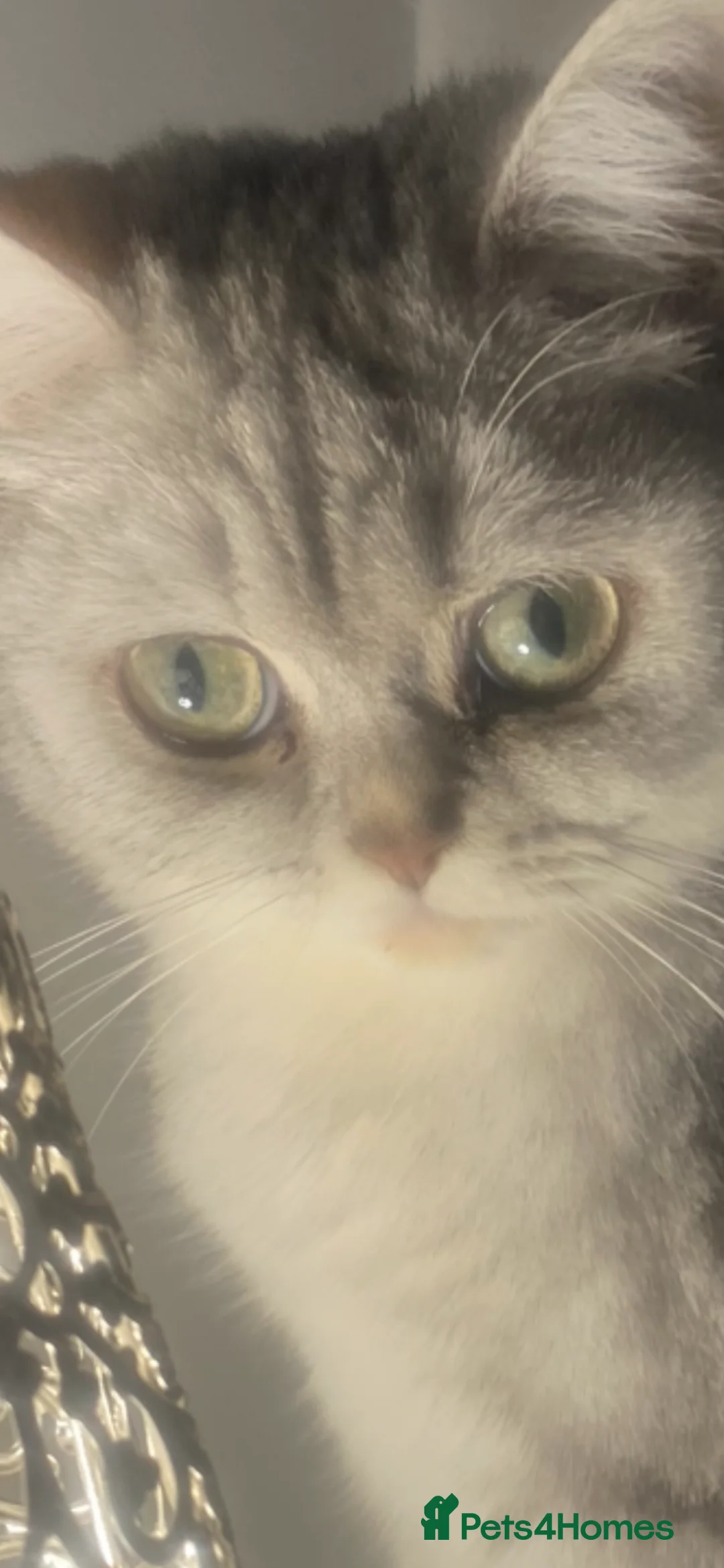 British Shorthair cats for sale: Nala  - Advert 2