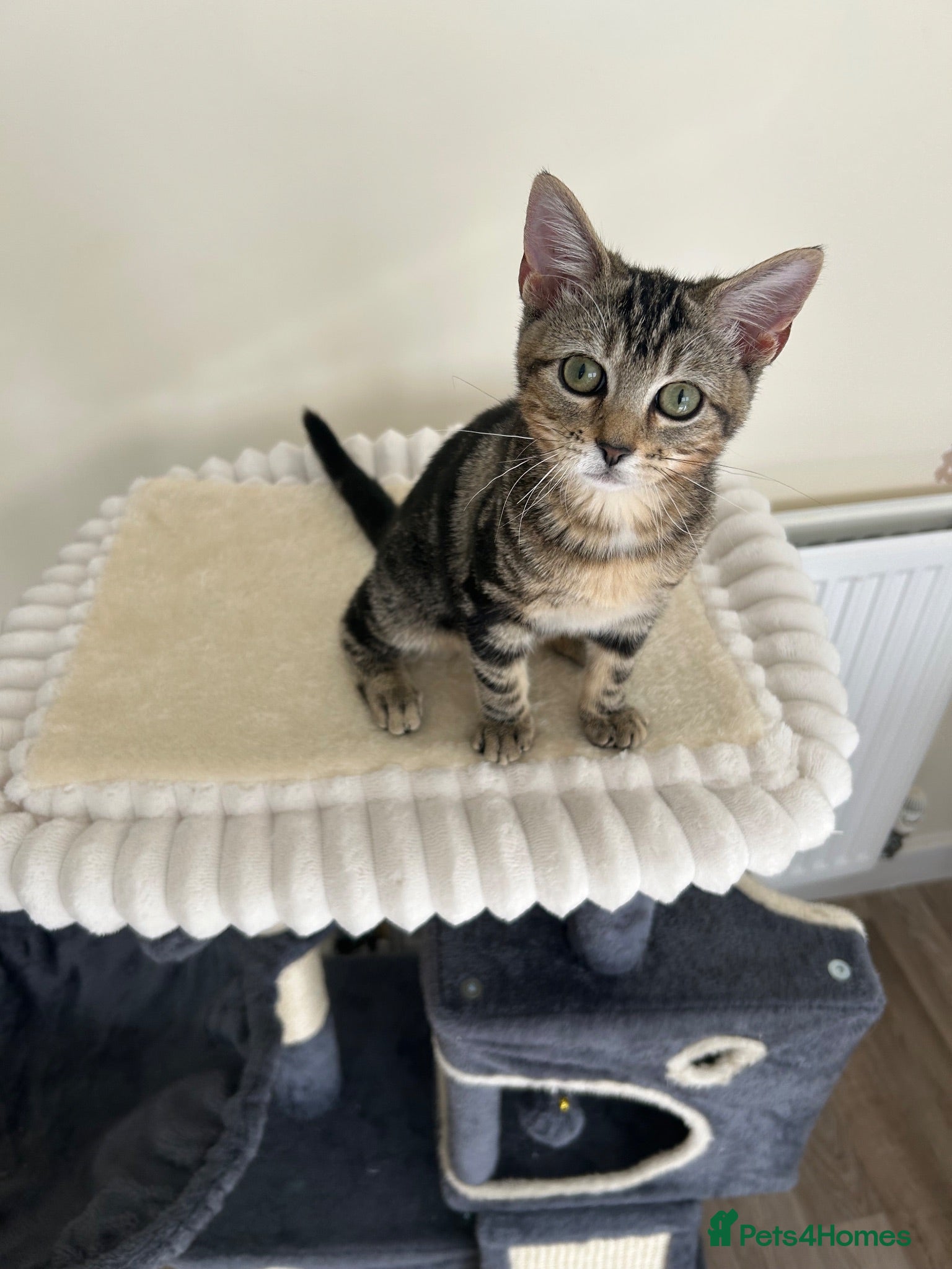 Mixed Breed cats Female kitten 3 months - Advert 4