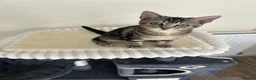 Mixed Breed cats for sale: Female kitten 3 months in Liverpool - Advert 1