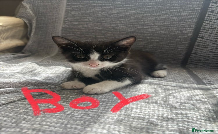 British Shorthair cats for sale - Advert 1