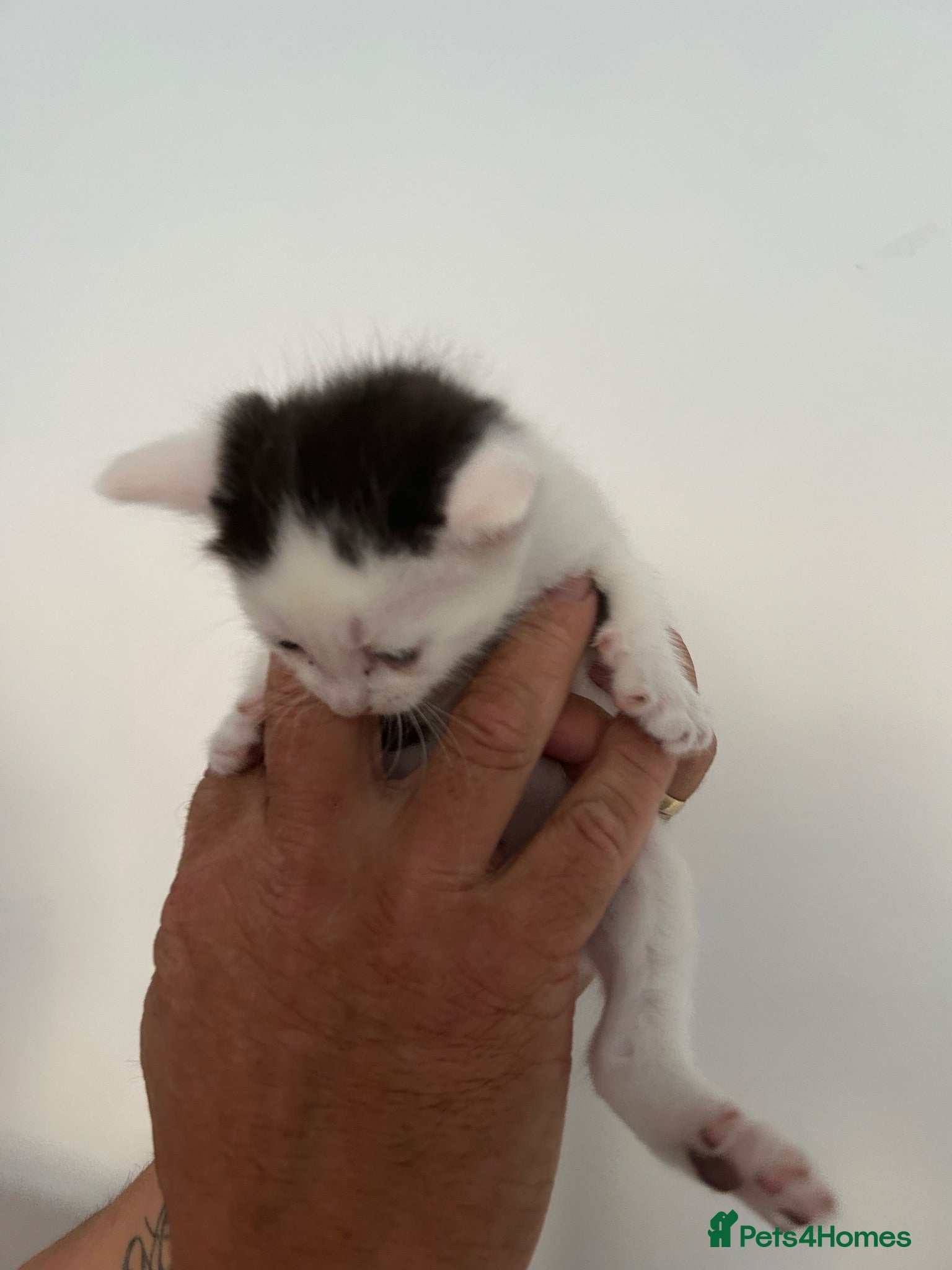 Mixed Breed cats 5 kittens  - Advert 1