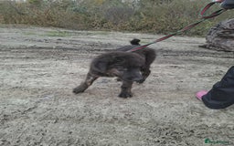 Mixed Breed dogs for adoption: Frank - North Walsham Norfolk  - Image 1