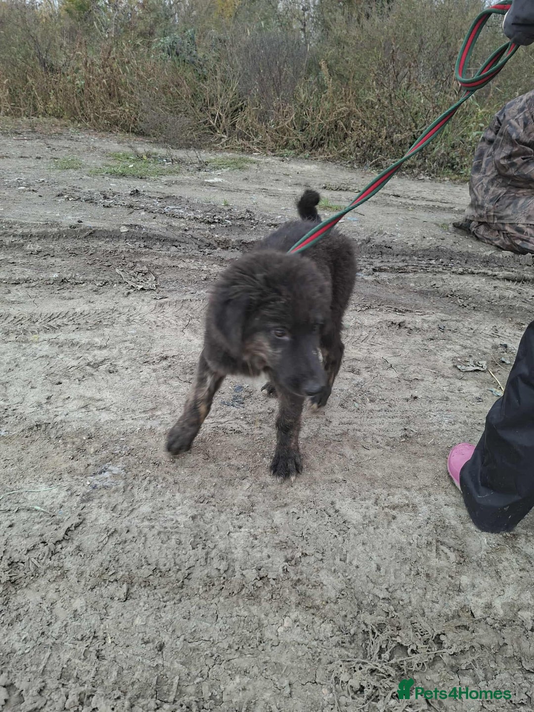 Mixed Breed dogs for adoption: Frank - North Walsham Norfolk  - Image 1