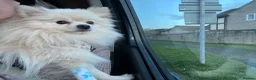 Pomeranian dogs for stud: Gorgeous white Pomeranian for stud  - Advert 9