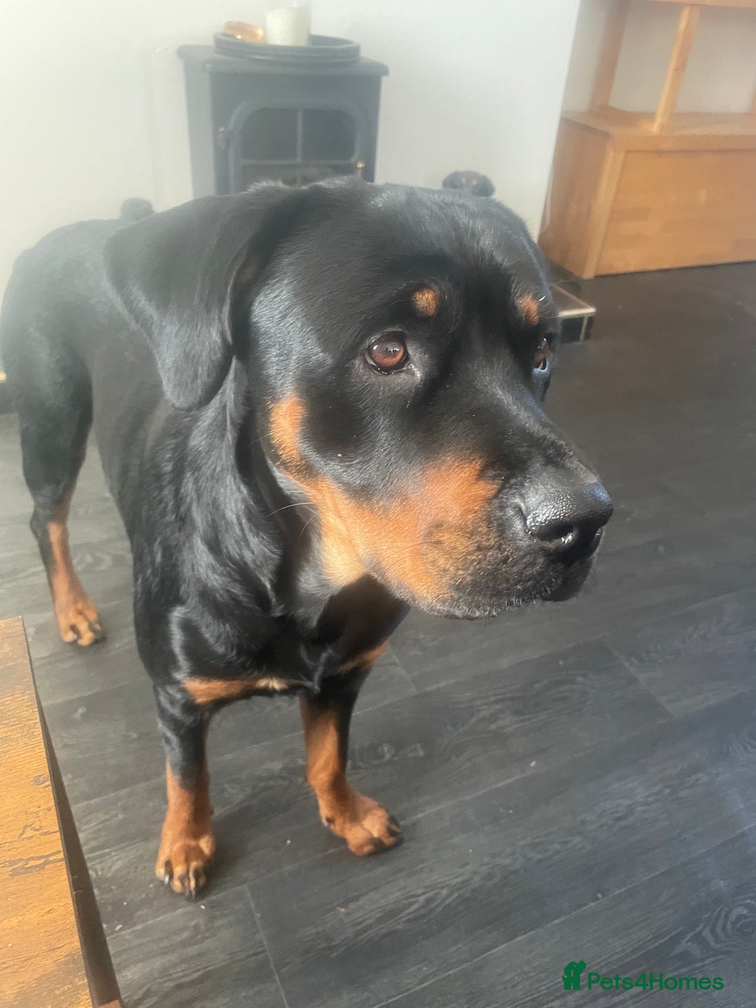Rottweiler dogs for sale: Female Rottweiler  - Advert 2