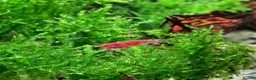 Shrimps fish for sale: X10 Red Cherry Shrimp Good Quality Grade - Advert 3