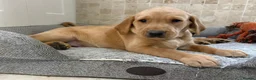Labrador Retriever dogs for sale: Quality Kc Fully Health Tested Labrador Puppies  - Advert 2