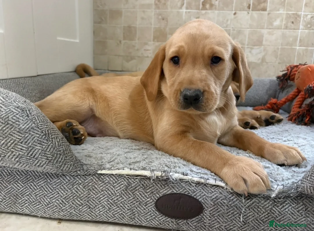 Labrador Retriever dogs for sale: Quality Kc Fully Health Tested Labrador Puppies  - Advert 2